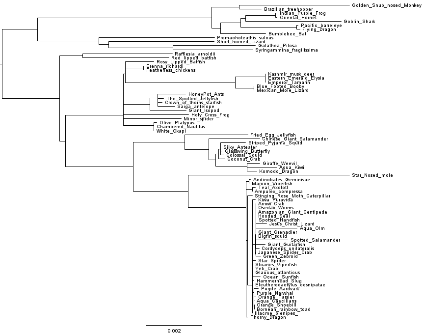 A phylogeny inferred with RAxML on the same alignment